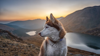 Adventure Pup Photography