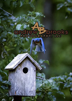 Andrew Brooks Photography