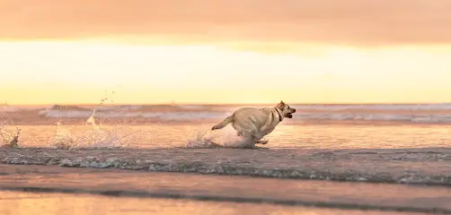 Angie Rose Pet Photography