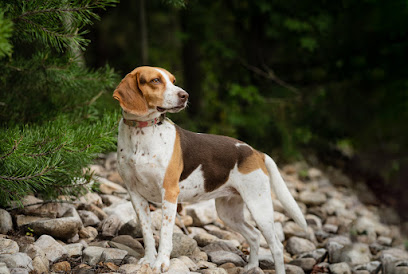 Beloved Pet & Equine Photography