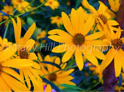 Brittany Hill Photography