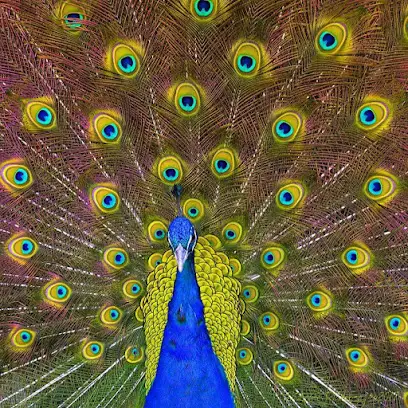 Cape Fear Vineyard and Winery