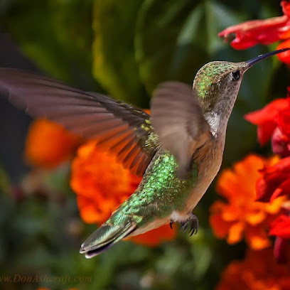 Don Ashcraft Photography
