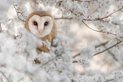 Finer Owl Photography and Creations