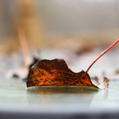 Grace Photography Photos