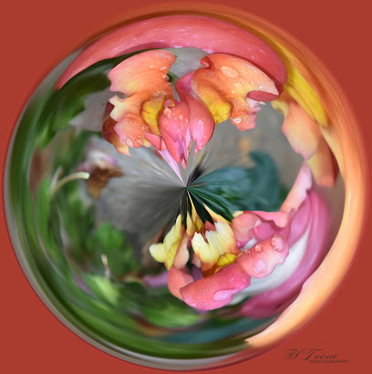 HT Photography