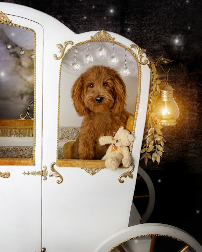 Julie Anderson Photography