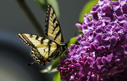 Litchfield Photography