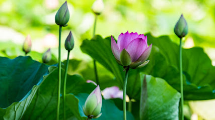 Lotus Photography