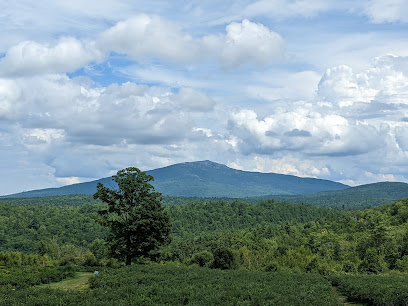 Monadnock Berries