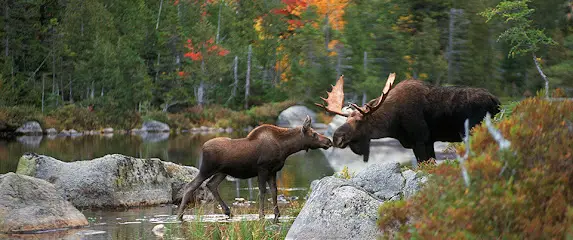 Moose Prints Gallery and Gifts