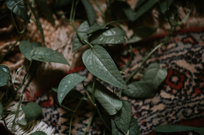 Natalie Jo Photography