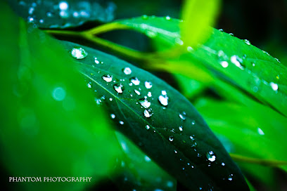 Phantom Photography