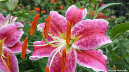 Rhodolite Photography
