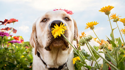 Sit Stay Pet Photography