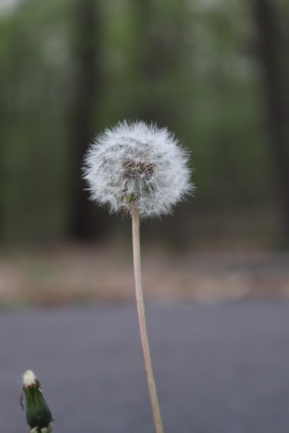 Snook's Photography