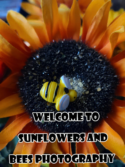 Sunflowers & Bees Photography