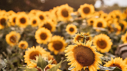 Sweet Nectar Photography