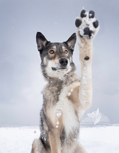 Take a Hike Pet Photography