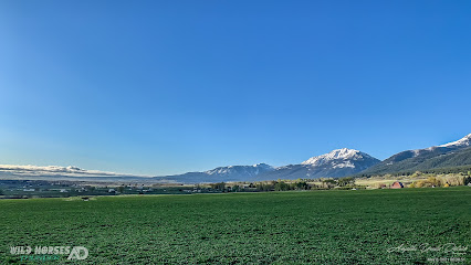 Wild Horses Media Productions