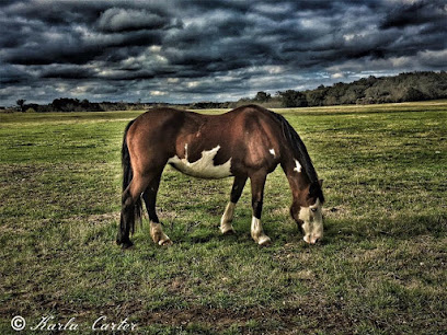 Wildhorse Photography