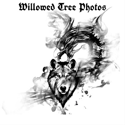 willow trees photography