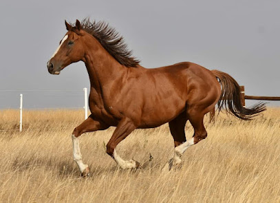 www.yourhorses.photography